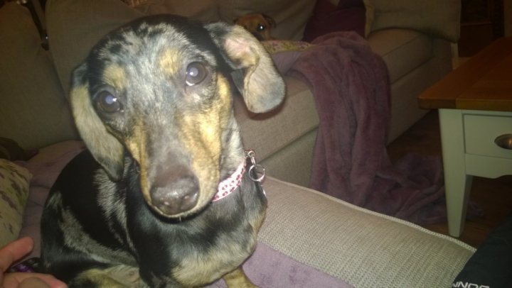 Roxie the Doxie - our new miniature dachshund - Page 1 - All Creatures Great & Small - PistonHeads