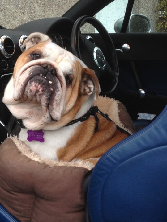A dog sitting in the back seat of a car - Pistonheads