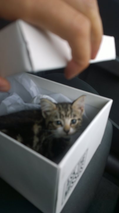 Abandoned kitten on the road - Page 1 - All Creatures Great & Small - PistonHeads