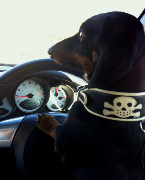 Post photos of your dogs - Page 177 - All Creatures Great & Small - PistonHeads