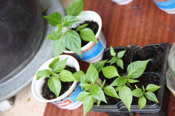 Anyone growing Chillies this year? - Page 2 - Food, Drink & Restaurants - PistonHeads