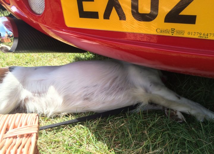Anyone transport a dog in their TVR? - Page 2 - General TVR Stuff & Gossip - PistonHeads