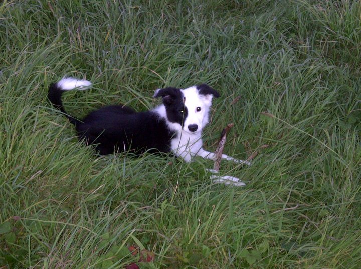 A black and white dog laying on top of a grass covered field - Pistonheads