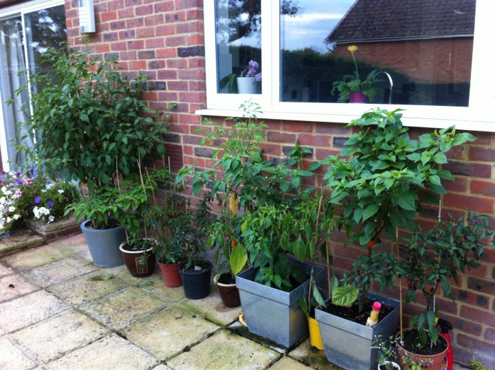 Anyone growing Chillies this year? - Page 6 - Food, Drink & Restaurants - PistonHeads