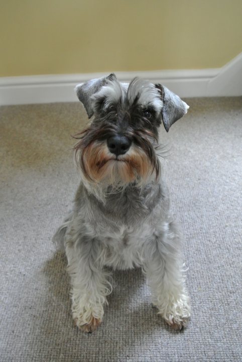 The Miniature Schnauzer thread - show your's off here - Page 1 - All Creatures Great & Small - PistonHeads