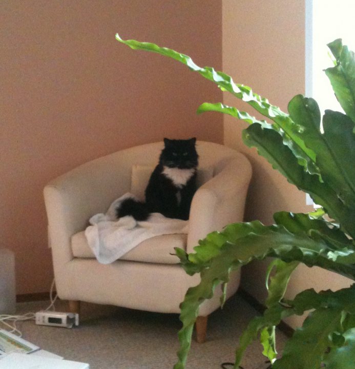 A black and white cat sitting on a chair