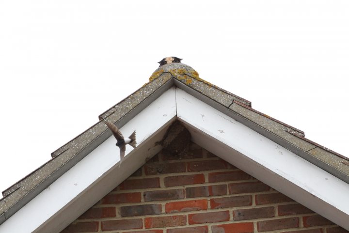 Pair of Swallows or Swifts in my out-building. - Page 1 - Homes, Gardens and DIY - PistonHeads