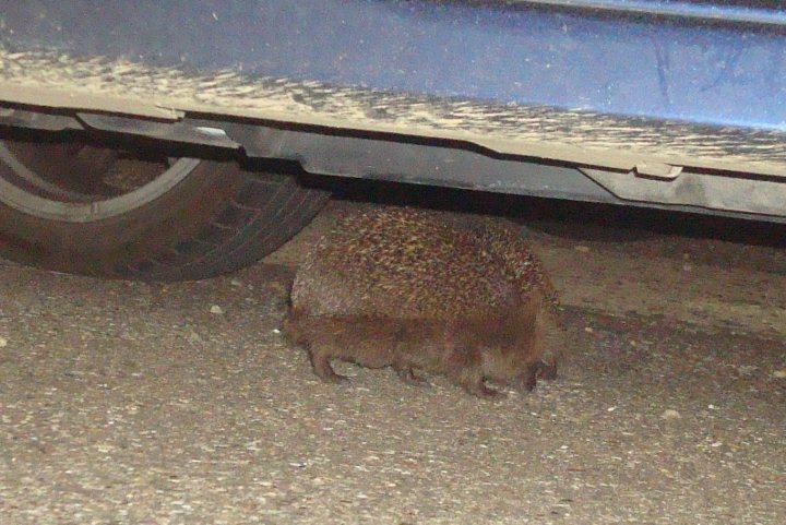 Hedgehogs - Page 2 - All Creatures Great & Small - PistonHeads