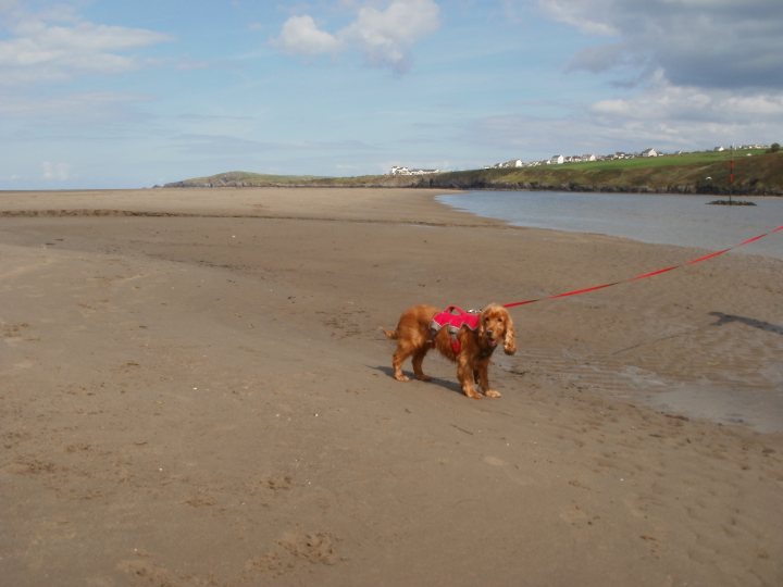 A dog walking on a beach with a frisbee in its mouth