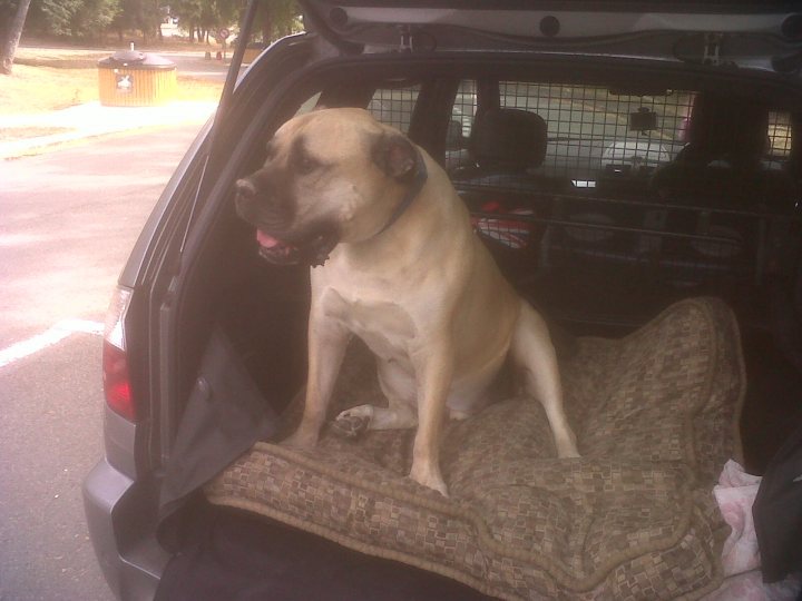 A dog sitting in the back of a truck - Pistonheads