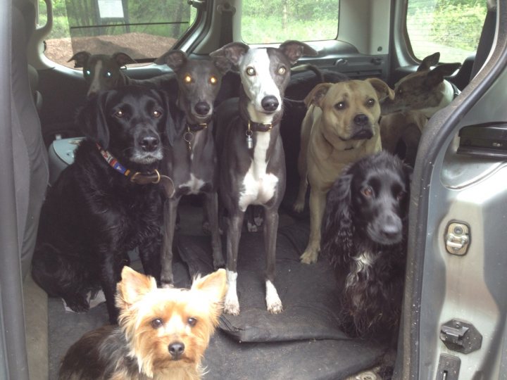 A group of dogs standing next to each other - Pistonheads