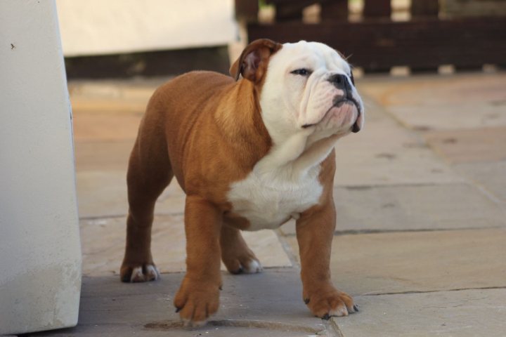 Allergic reactions to new bulldog puppy - Page 1 - All Creatures Great & Small - PistonHeads