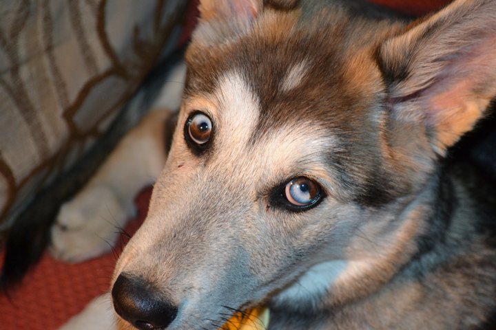 Anyone know anything about Siberian huskies?? - Page 1 - All Creatures Great & Small - PistonHeads