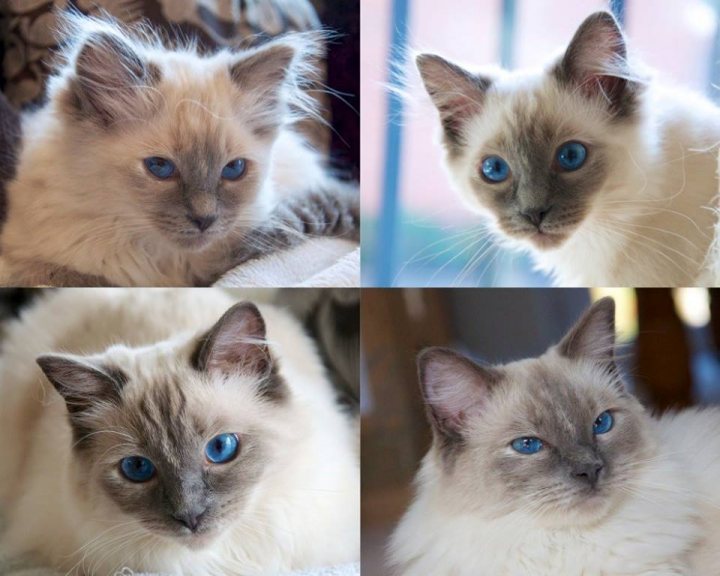 Birman/Ragdoll anyone have experience of where to buy - Page 1 - All Creatures Great & Small - PistonHeads