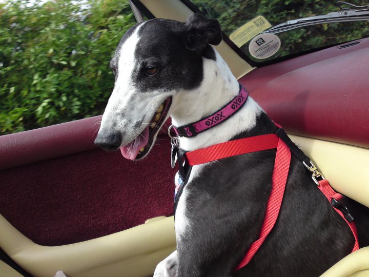 Retired Rescue Official Greyhound Pistonheads