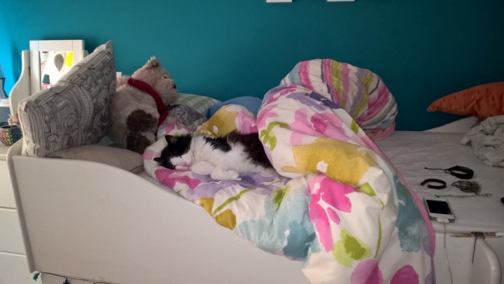 A cat laying on a bed with a stuffed animal - Pistonheads