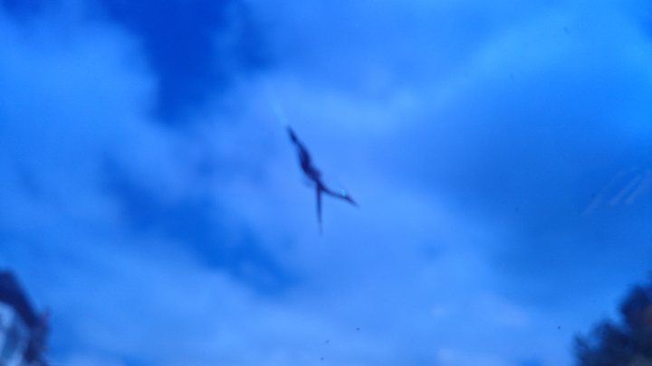 A bird flying in the sky with a sky background - Pistonheads
