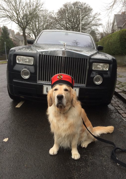 Post photos of your dogs vol2 - Page 463 - All Creatures Great & Small - PistonHeads