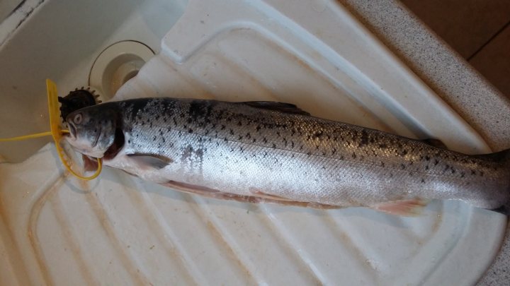 Sea trout- any advances on this.. - Page 1 - Food, Drink & Restaurants - PistonHeads