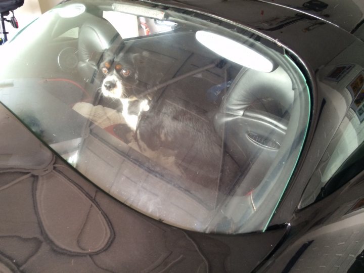 A dog sitting in a car looking out the window - Pistonheads