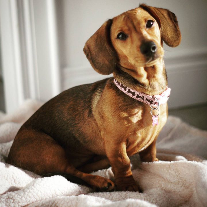 Roxie the Doxie - our new miniature dachshund - Page 1 - All Creatures Great & Small - PistonHeads
