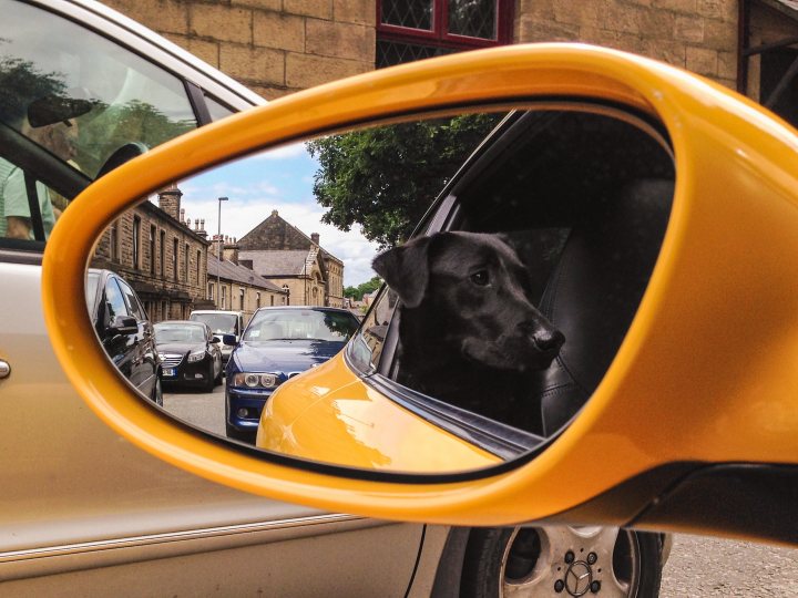 Will a Labrador fit in the rear of a 997? - Page 1 - Porsche General - PistonHeads