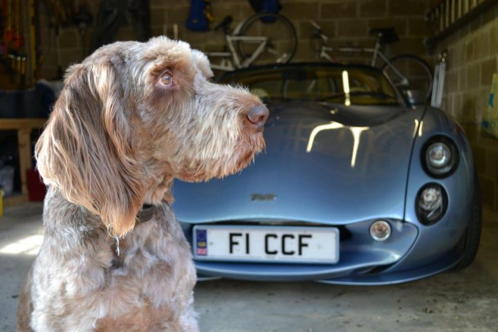 A dog sitting in the drivers seat of a car - Pistonheads