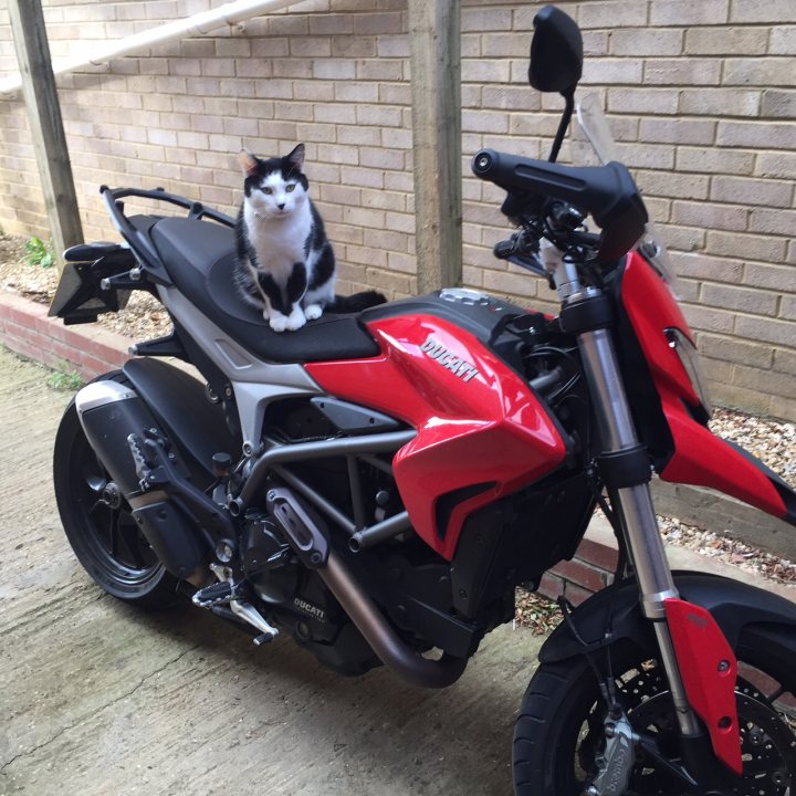 A black and white cat sitting on top of a motorcycle - Pistonheads