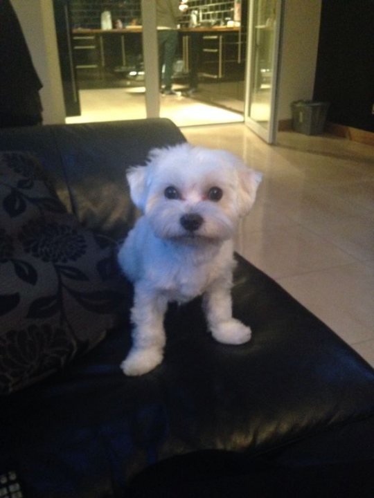 A small white dog sitting on top of a couch