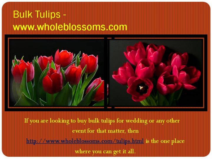 A collage of photos with a picture of a person holding a cell phone - Tulip Bulbs Tulips Wholesale Buy Flowers Bulk Online Order Wedding