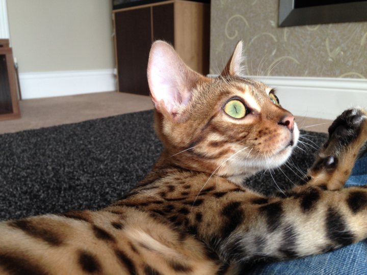 The Bengal Cat Thread. - Page 1 - All Creatures Great & Small - PistonHeads
