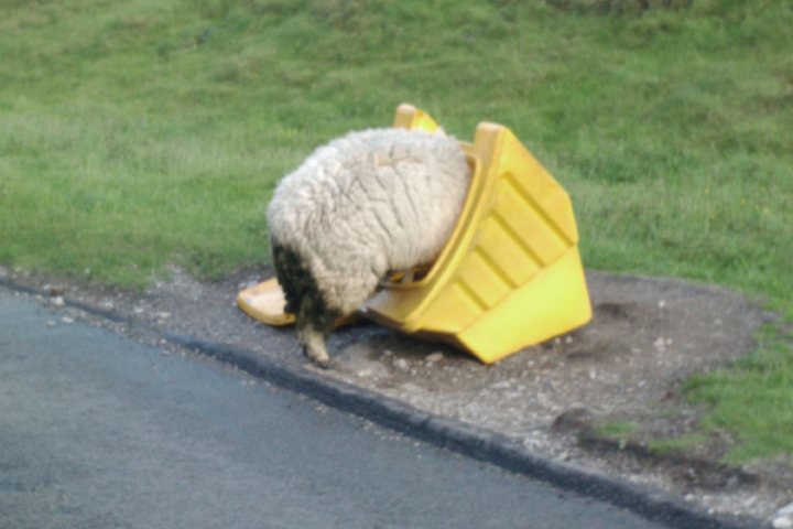 Winter animal deaths from gritters.. - Page 1 - All Creatures Great & Small - PistonHeads