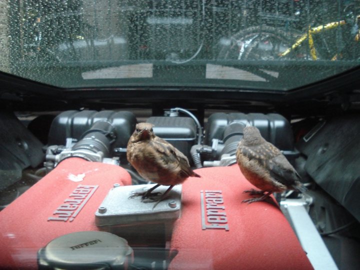 Birds just love my mota ! - Page 1 - Supercar General - PistonHeads