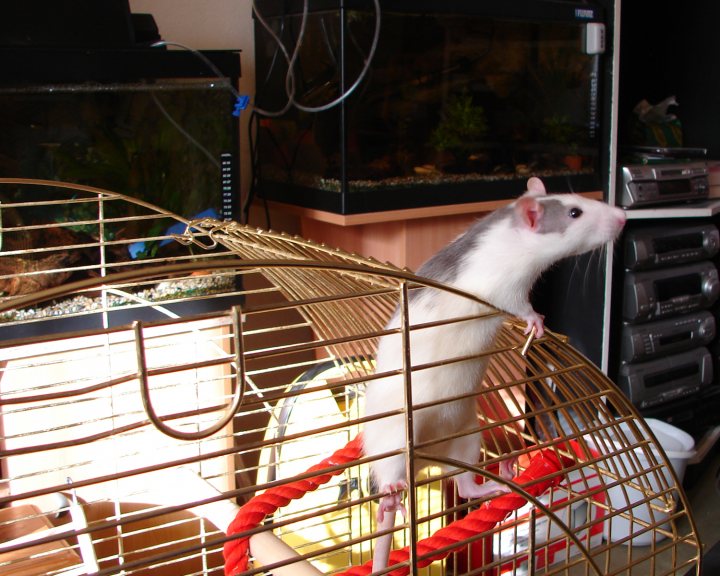 Rat Experts Pistonheads Advice Needed