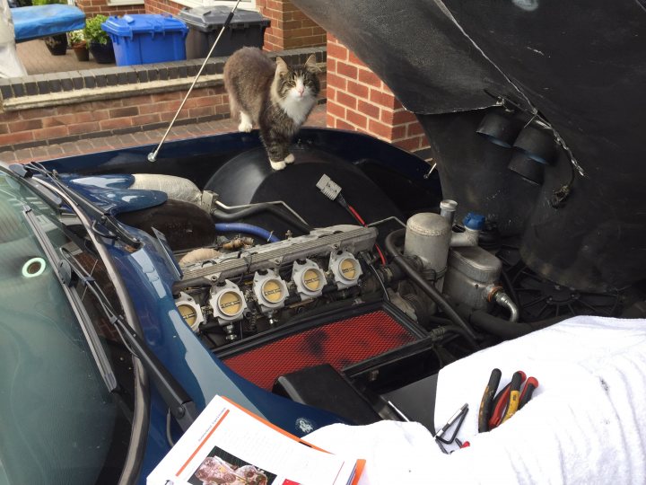 It's Caturday- Post some cats (vol 3) - Page 41 - All Creatures Great & Small - PistonHeads