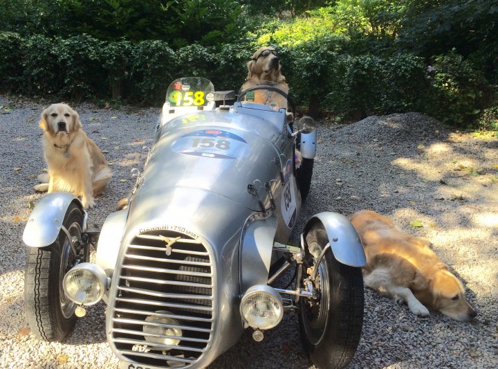 Post photos of your dogs vol2 - Page 405 - All Creatures Great & Small - PistonHeads