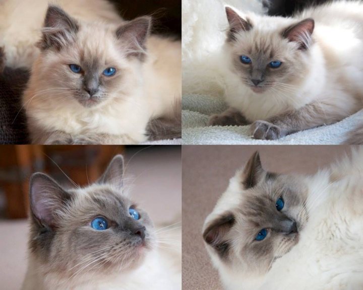 Birman/Ragdoll anyone have experience of where to buy - Page 1 - All Creatures Great & Small - PistonHeads