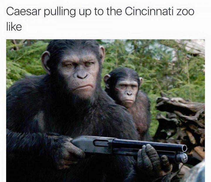 Gorilla Shot Dead At Cincinnati Zoo After Child Falls Into E - Page 1 - News, Politics & Economics - PistonHeads