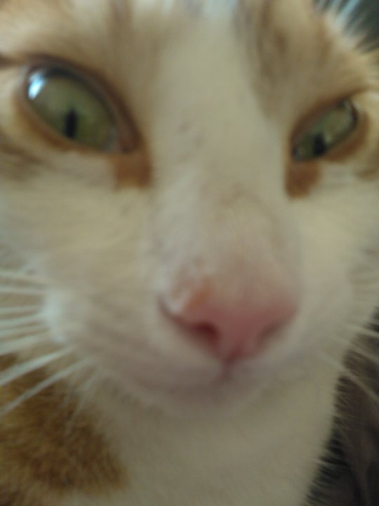 A close up of a cat looking at the camera - Pistonheads