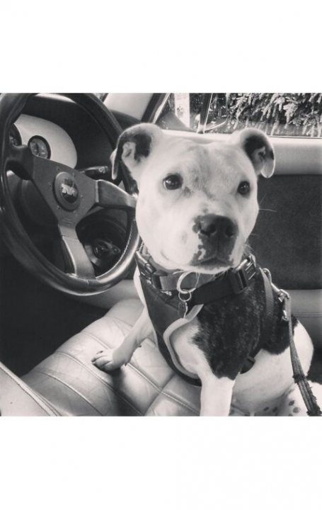 A black and white dog sitting in a car - Pistonheads