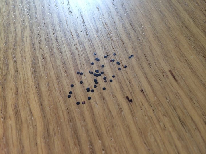 Black Dots Appearing On Work Surfaces
