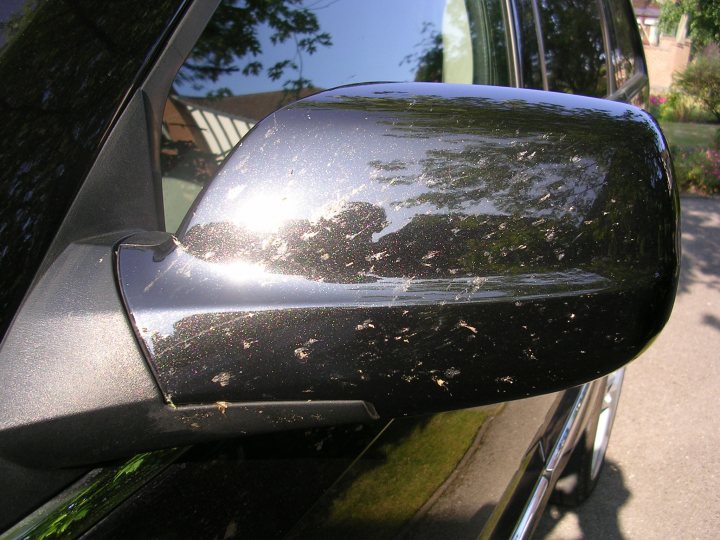 Flying bugs on car.....making me sad. - Page 1 - All Creatures Great & Small - PistonHeads