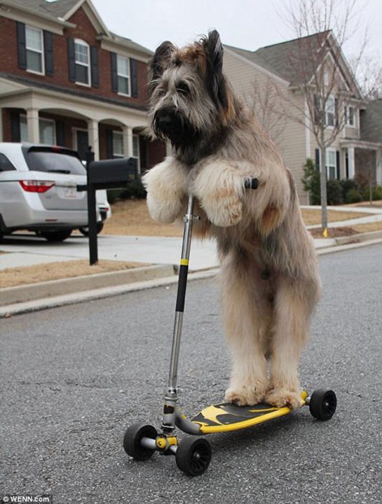 A dog sitting on a skateboard in the street - Pistonheads