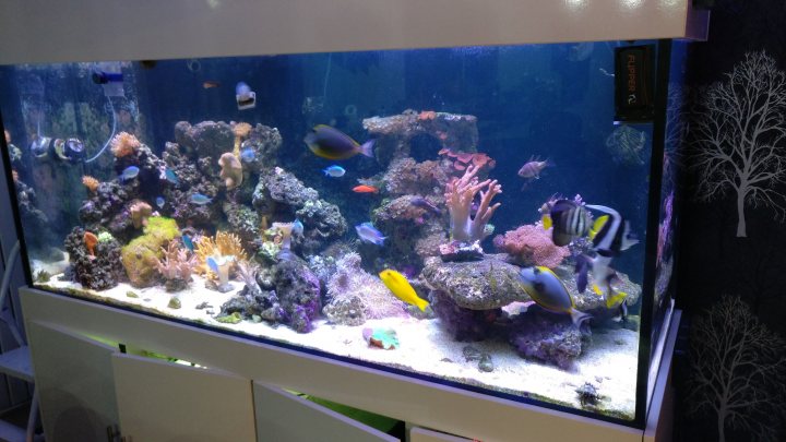 Just bought a fish tank  - Page 2 - All Creatures Great & Small - PistonHeads