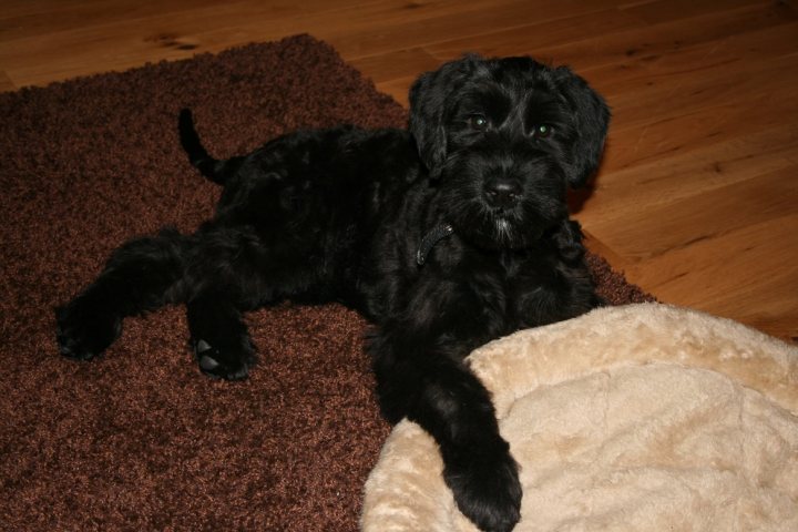 The Miniature Schnauzer thread - show your's off here - Page 1 - All Creatures Great & Small - PistonHeads