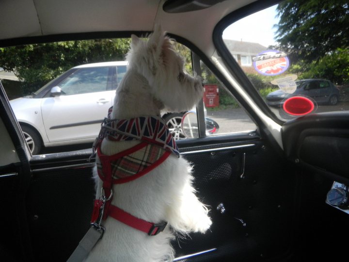 Anyone transport a dog in their TVR? - Page 3 - General TVR Stuff & Gossip - PistonHeads