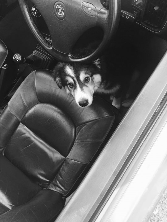Post photos of your dogs vol2 - Page 265 - All Creatures Great & Small - PistonHeads