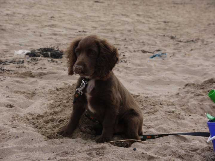 A brown dog laying on top of a sandy beach - Pistonheads