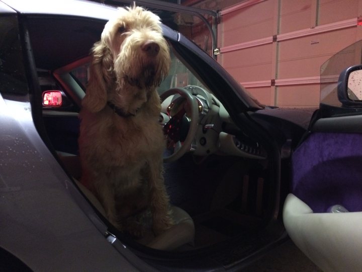 A dog sitting in the back seat of a car - Pistonheads