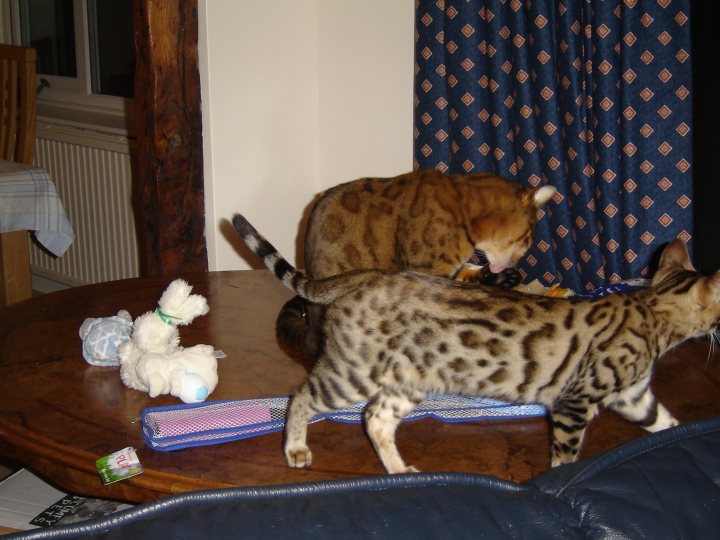 Bengal Kittens  - talk to me - Page 3 - All Creatures Great & Small - PistonHeads